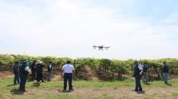 Fumigan con drones cultivos de pequeños agricultores para controlar plagas en Tumbes