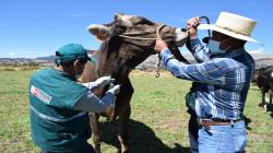 Ganadería lechera del Perú registra más de 8.000 hatos libres de Brucelosis y Tuberculosis bovina