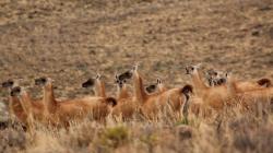 Gobierno Regional de Cajamarca inicia repoblamiento de vicuñas con 240 ejemplares