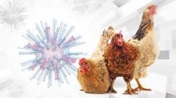 Gripe aviar: preguntas y respuestas sobre la enfermedad que detendrá importación de pollo al Perú