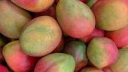 Guatemala: De 5 mil productores de mango, 200 se dedican a la exportación