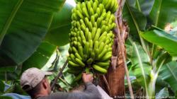 Hallan nueva técnica de cultivo “casi imposible” que podría salvar los cultivos de banana