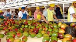 Hasta la semana 11, la exportación de mango fresco cae en volumen un 22.57%