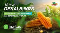 Hortus lanza nuevo hibrido de MAD para condiciones de calor