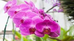 Hoy se inicia la XIV edición de la Exposición Internacional de Orquídeas 2023