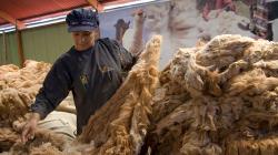 Huancavelica: comunidades venderán 1.724 kilos de fibra de vicuña por US$ 603.676