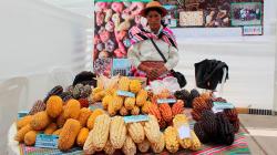 Huancavelica: organizan I Festival del Maíz Orgánico en Paucarbamba 2022