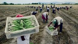 Ica, La Libertad y Piura lideran agroexportaciones en el primer trimestre de 2024