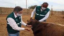 Ica: Senasa vacunó a más de 27,000 animales de abasto contra el carbunco sintomático