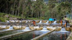 Impacto ambiental, social y económico de la actividad acuícola informal
