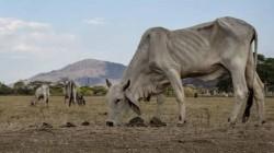 Impacto del fenómeno de El Niño en el sector ganadero