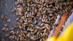 Impulsan el fortalecimiento del sector apícola