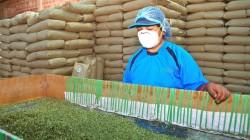Impulsan la diversificación de mercados para el orégano peruano con inteligencia comercial