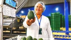 Impulsan negocios agrarios con plataforma digital que conecta oferta y demanda