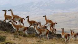 Incluyen al guanaco y al pelícano peruano en lista mundial de conservación de especies