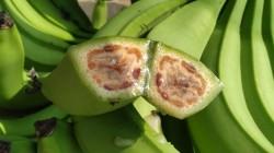 INIA avanza en el desarrollo de bananos con potencial tolerancia a "Fusarium"