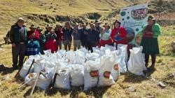 INIA cosecha más de 9.160 semillas de papa nativa de alto valor en Apurímac