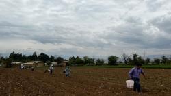 INIA instala parcela demostrativa de maíz Blanco Urubamba en el distrito de Chongos Bajo