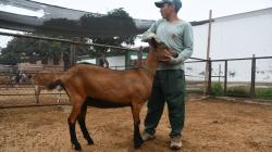 INIA realiza la primera transferencia de embriones in vivo de cabras de alto valor genético en Huaral