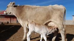 INIA recibe autorización para la producción de material genético de ganado bovino