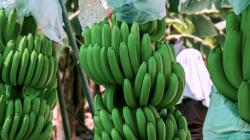 Inteligencia artificial llega a los campos de banano de exportación en Piura