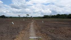 Investigadores proponen usar microorganismos para recuperar suelos degradados en San Martín