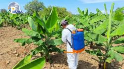 Investigan alternativas para el manejo del fusarium R4T en parcela de banano en Sullana