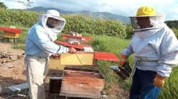 Investigan causas de muerte masiva de abejas en Moyobamba