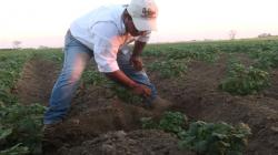 Jardinería y cultivar huertos ayuda a reducir riesgo de cáncer y mejora la salud mental