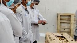 Jengibre peruano: la brecha técnica que desafía su salto exportador