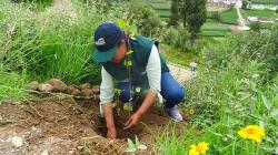 Junín: Agro Rural siembra 500 árboles forestales en mirador de Huama Huata