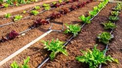 “La agroexportación peruana es una de las más eficientes en cuanto a la tecnificación del riego”