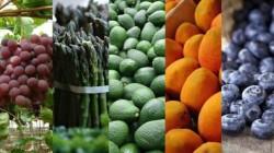 La Costa representa el 83% de las agroexportaciones a julio de 2026