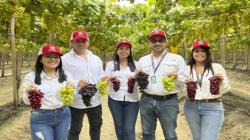 "La exportación de uva de Perú ha empezado mucho antes"