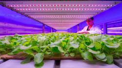 La importancia de la tecnología en la iluminación para la producción de hortalizas