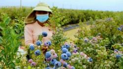 La Libertad aporta casi el 50% de las exportaciones de arándanos hasta la semana 3 
