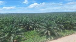 “La palma aceitera es el cultivo líder en el desarrollo de la Amazonía Peruana”