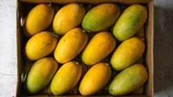 La paradoja del 1%: ¿Por qué el mayor productor mundial de mango no logra exportar?