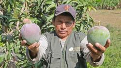 La proyección del negocio del mango peruano