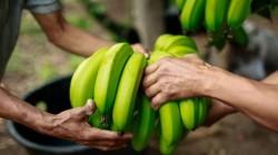 LATAM podría sumar USD 214.000 millones en valor agrícola al 2040, pero enfrenta un productor más cauteloso