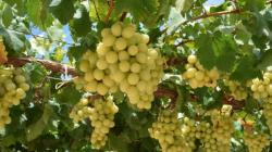 Liderazgo de uvas blancas en campos peruanos se incrementa