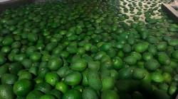 Los aranceles estadounidenses podrían cambiar la dinámica del comercio mundial de la palta