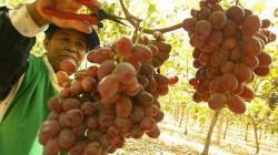 “Los productores de uva peruana no tenían en sus pronósticos que este fuera un año tan frío”