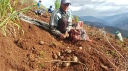 Los varios intentos de crear papas fortificadas en el Perú