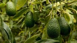 Manejo integrado de plagas clave para sostener la producción de palta de Perú