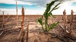 Más de 3.5 millones de hectáreas agrícolas de la sierra y selva enfrentarán déficit hídrico