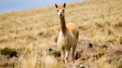 Más de 300 mil vicuñas albergan en Perú