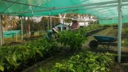 Más de 5.000 agricultores producen cacao de fino aroma en Amazonas y Cajamarca