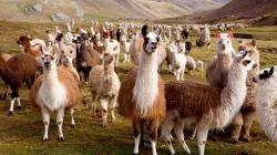 Mejorarán cadena productiva de la alpaca en Arequipa para aprovechar su fibra