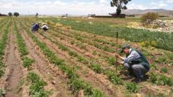 Midagri: cultivos se reducen en 13 regiones por falta de fertilizantes